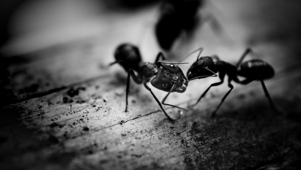 Have You Ever Been to War with Ants?